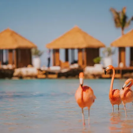 Renaissance Wind Creek Aruba Resort-2