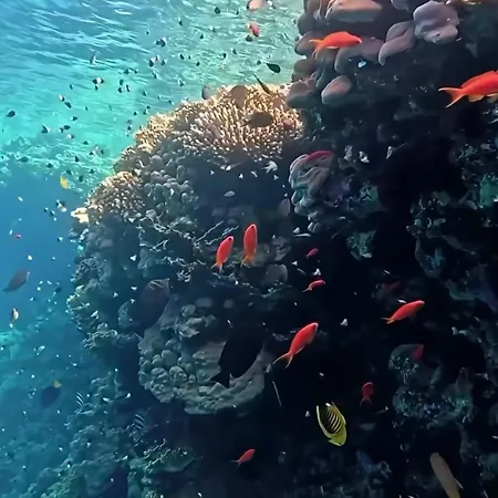 Domina Coral Bay Oasis-3